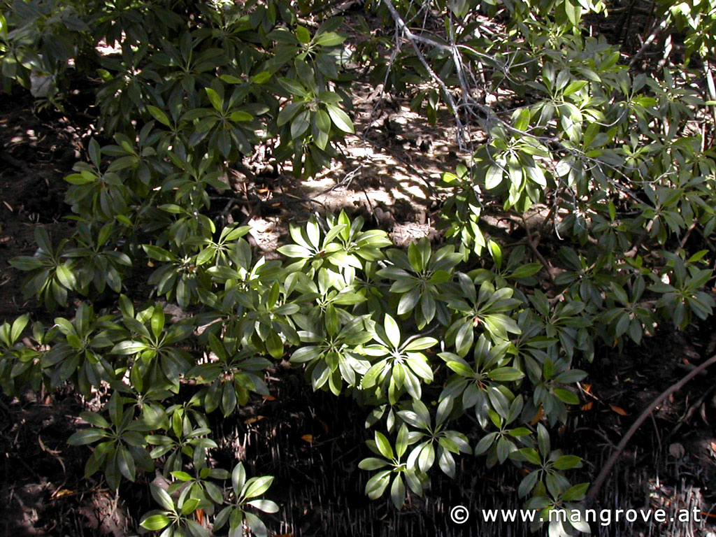 Bruguiera gymnorhiza leaves